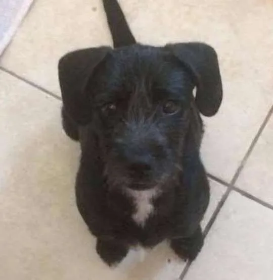 Cachorro ra a SRD idade 7 a 11 meses nome Cléo