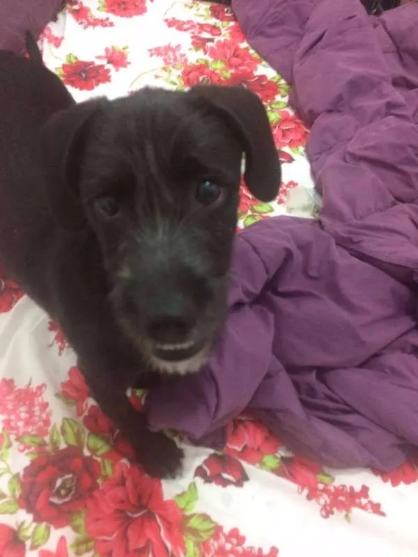 Cachorro ra a SRD idade 7 a 11 meses nome Cléo