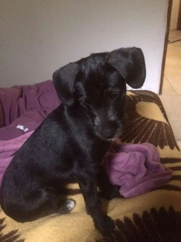 Cachorro ra a SRD idade 7 a 11 meses nome Cléo