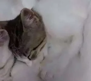 Gato raça Misto com cianes idade 2 a 6 meses nome Aprocura de um