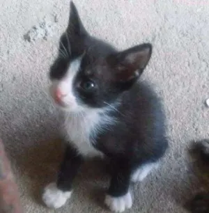 Gato raça  idade Abaixo de 2 meses nome Sem Nome