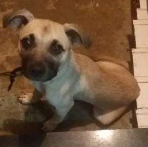 Cachorro raça Pitbull com vira-lata idade 2 a 6 meses nome Bolt Duraque Silva