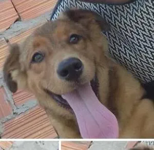 Cachorro raça  idade 7 a 11 meses nome Zeus