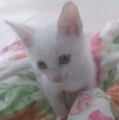 Gato ra a Misturado idade Abaixo de 2 meses nome A escolher