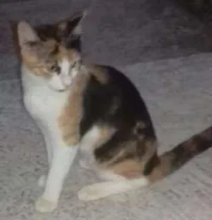 Gato raça Misturada idade 2 a 6 meses nome Maia