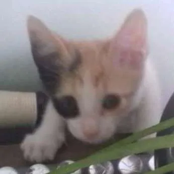 Gato ra a Misturado idade Abaixo de 2 meses nome A escolher 