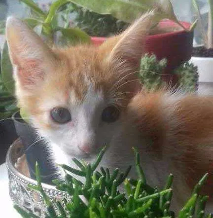 Gato ra a Misturdada idade Abaixo de 2 meses nome A escolher