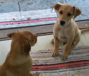 Cachorro raça vira lata idade 2 a 6 meses nome Flech