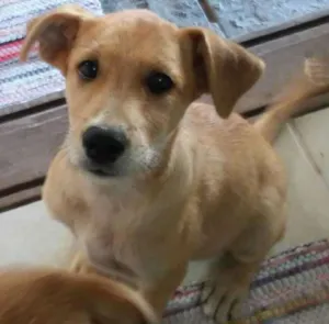Cachorro raça Vira lata idade 2 a 6 meses nome Cam e Flech