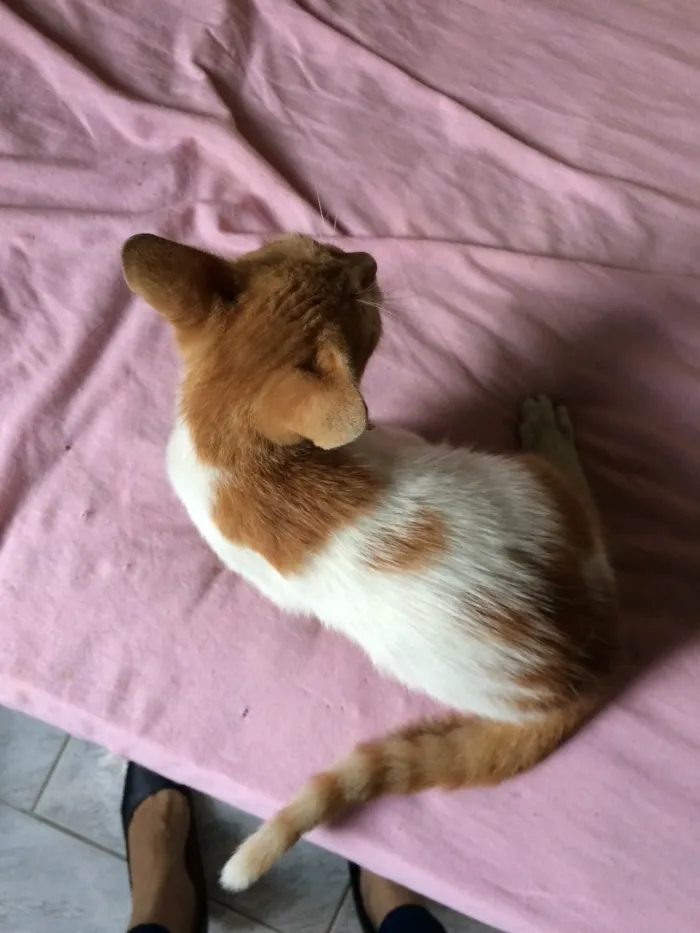 Gato ra a  idade Abaixo de 2 meses nome Lua