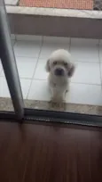Toby