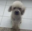 Toby