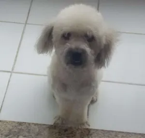 Cachorro raça poodle misturado com vira lata idade 2 anos nome Toby