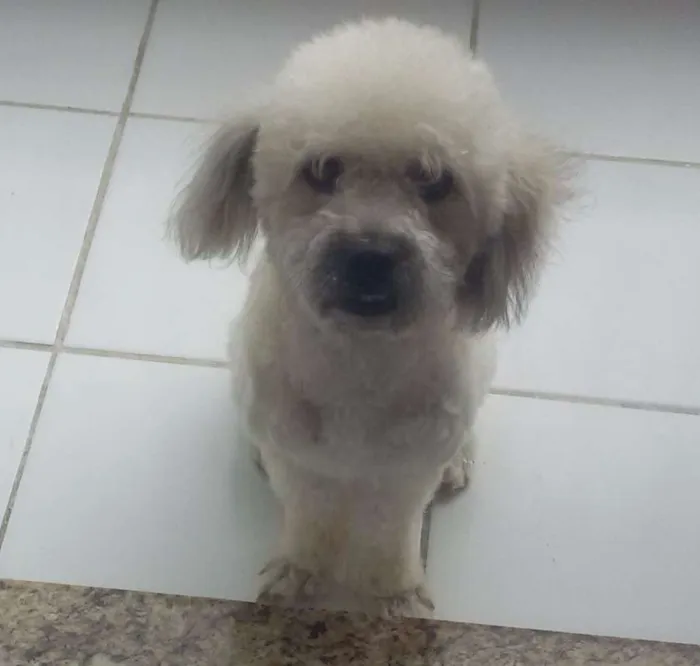 Cachorro ra a poodle misturado com vira lata idade 2 anos nome Toby