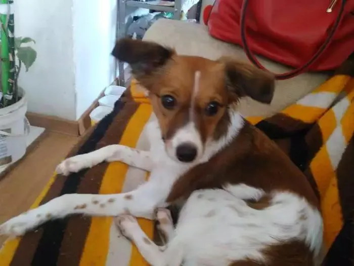 Cachorro ra a Não definido idade 7 a 11 meses nome Fifi