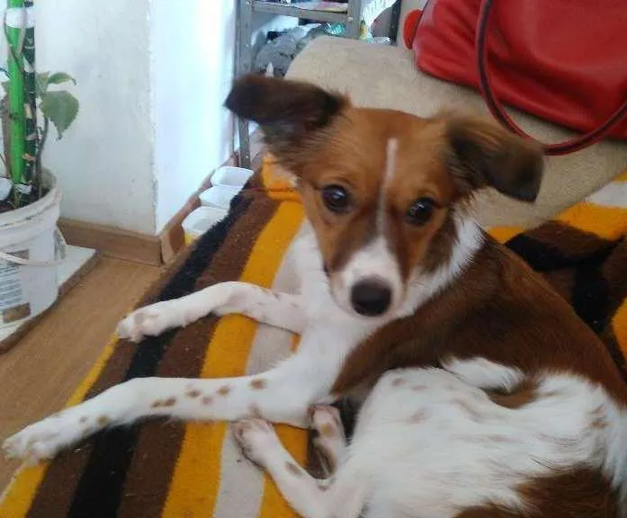 Cachorro ra a Não definido idade 7 a 11 meses nome Fifi