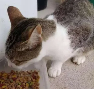 Gato raça Sem idade 7 a 11 meses nome Lili