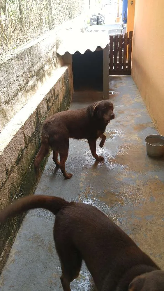 Cachorro ra a Labrador idade 2 anos nome Lola e Spyd