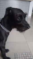 cacau