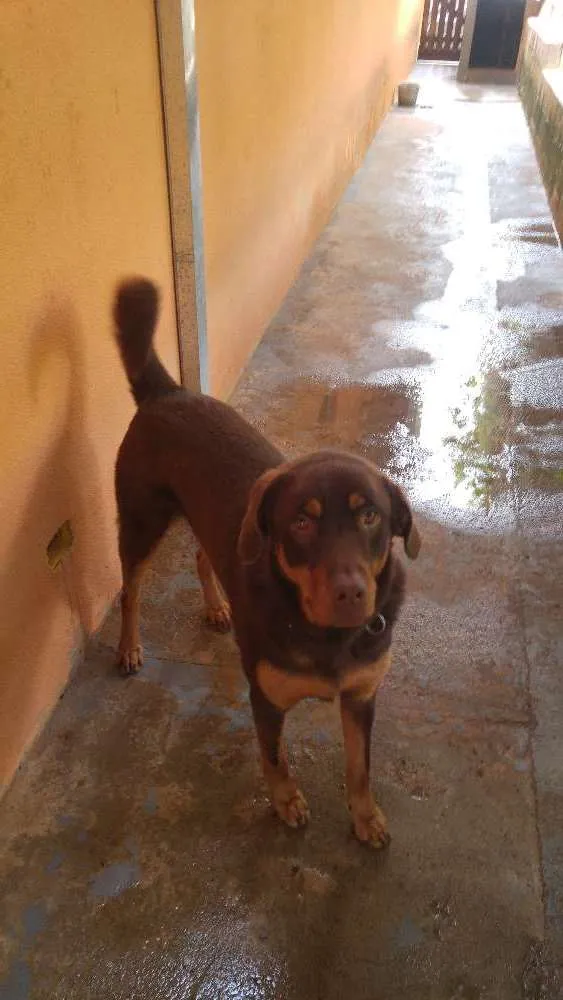 Cachorro ra a Labrador idade 2 anos nome Spyd