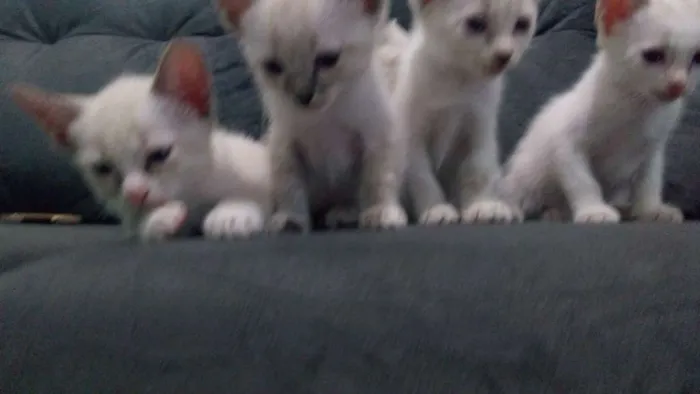 Gato ra a Srd idade Abaixo de 2 meses nome Bebês