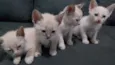 Bebês