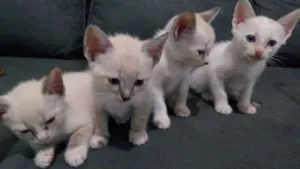 Gato raça Srd idade Abaixo de 2 meses nome Bebês