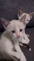 Bebês