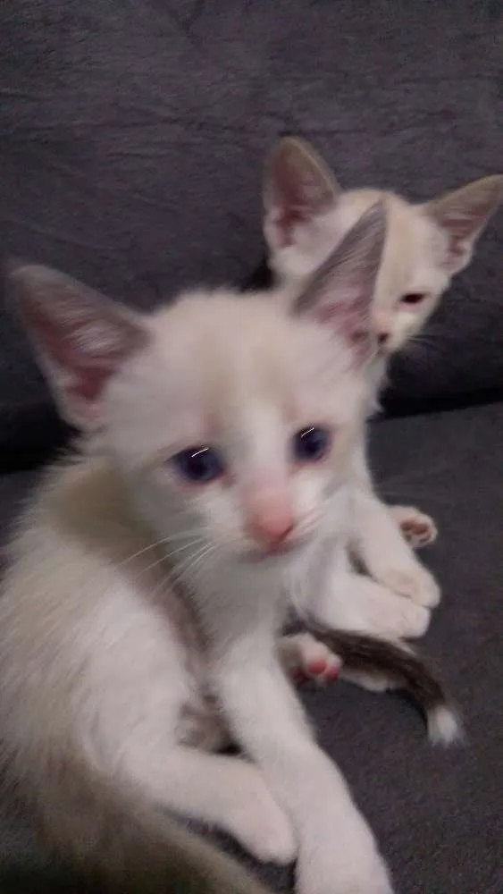Gato ra a Srd idade Abaixo de 2 meses nome Bebês