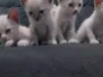 Bebês