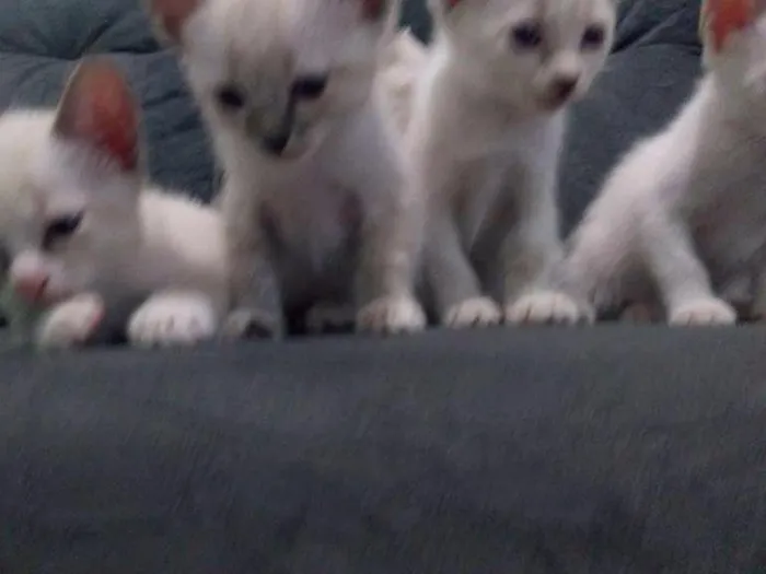 Gato ra a Srd idade Abaixo de 2 meses nome Bebês