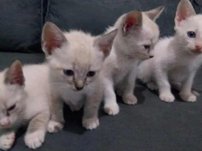Gato ra a Srd idade Abaixo de 2 meses nome Bebês