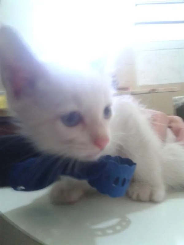 Gato ra a Siamês idade Abaixo de 2 meses nome Vitor
