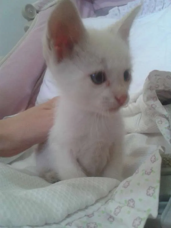 Gato ra a Siamês idade Abaixo de 2 meses nome Vitor