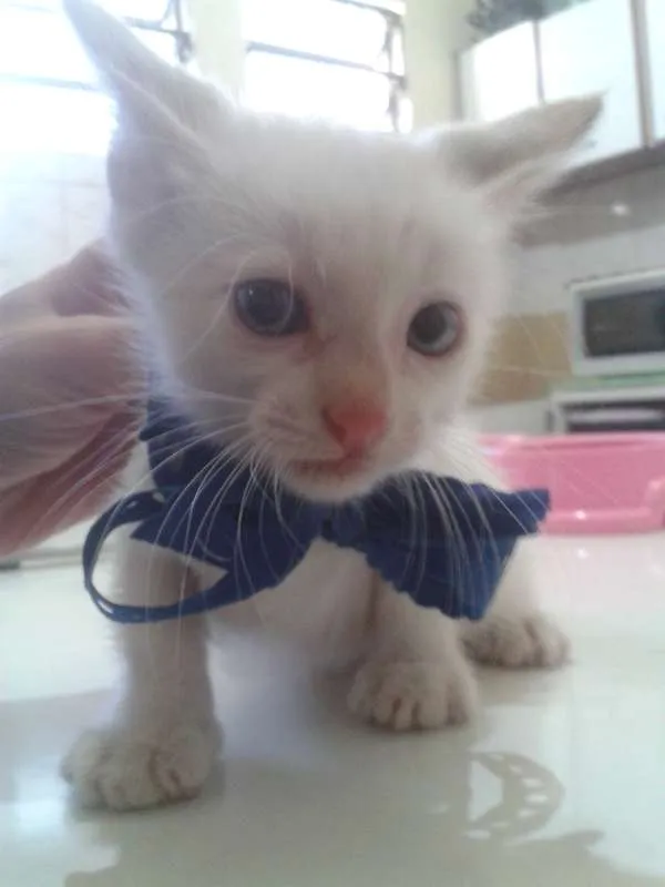 Gato ra a Siamês idade Abaixo de 2 meses nome Vitor