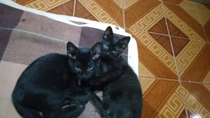 Gato ra a Srd idade 2 a 6 meses nome Não tem ainda