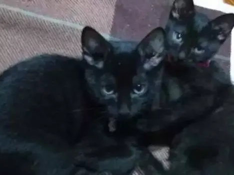 Gato ra a Srd idade 2 a 6 meses nome Não tem ainda