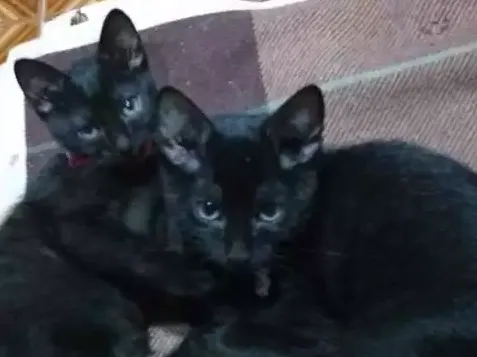 Gato ra a Srd idade 2 a 6 meses nome Não tem ainda