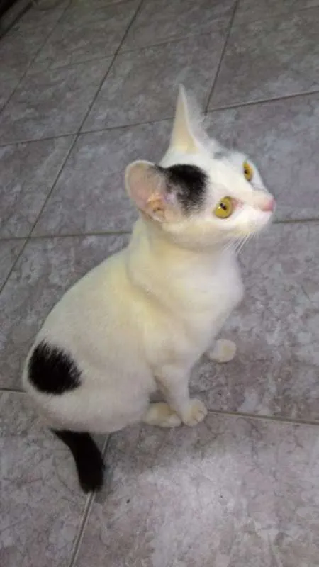 Gato ra a SRD idade 7 a 11 meses nome Sem Nome