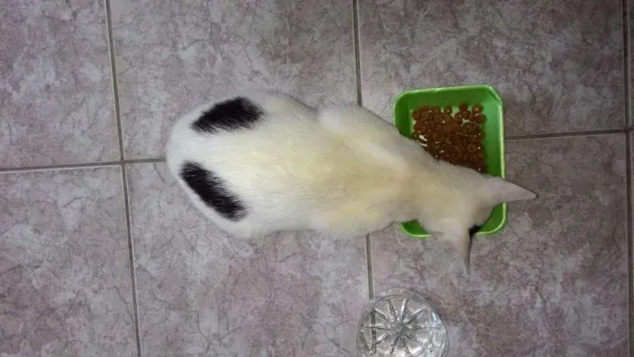Gato ra a SRD idade 7 a 11 meses nome Sem Nome