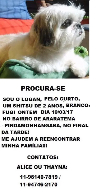 Cachorro ra a SHITSU idade 2 anos nome LOGAN