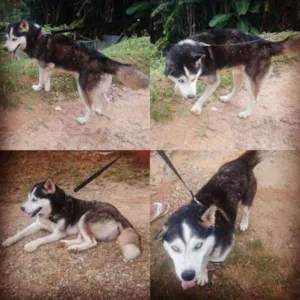 Cachorro raça Husky idade  nome Não sei