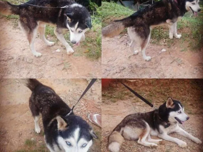 Cachorro ra a Husky idade  nome Não sei