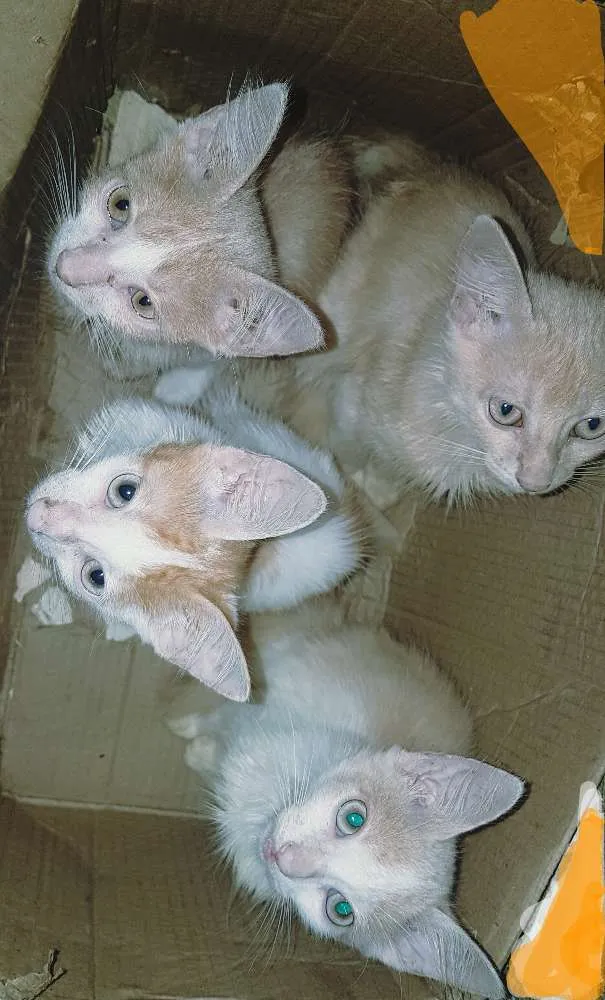 Gato ra a Vira lata idade 2 a 6 meses nome Não possuem