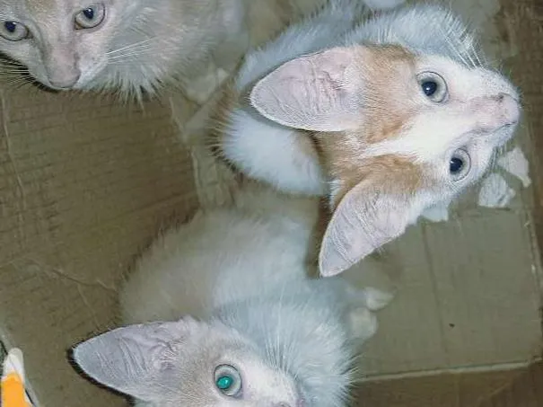 Gato ra a Vira lata idade 2 a 6 meses nome Não possuem