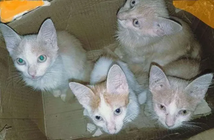 Gato ra a Vira lata idade 2 a 6 meses nome Não possuem