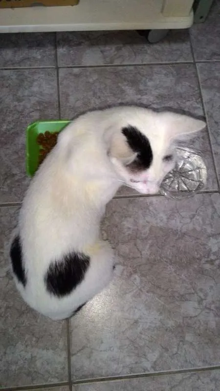 Gato ra a SRD idade 7 a 11 meses nome Sem Nome