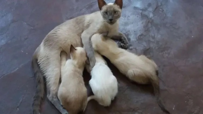 Gato ra a Srd idade 2 a 6 meses nome Não tem ainda