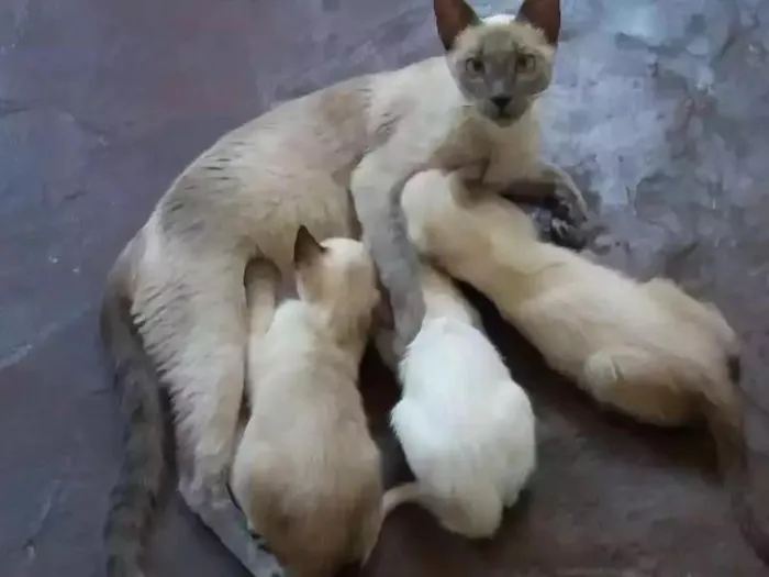 Gato ra a Srd idade 2 a 6 meses nome Não tem ainda