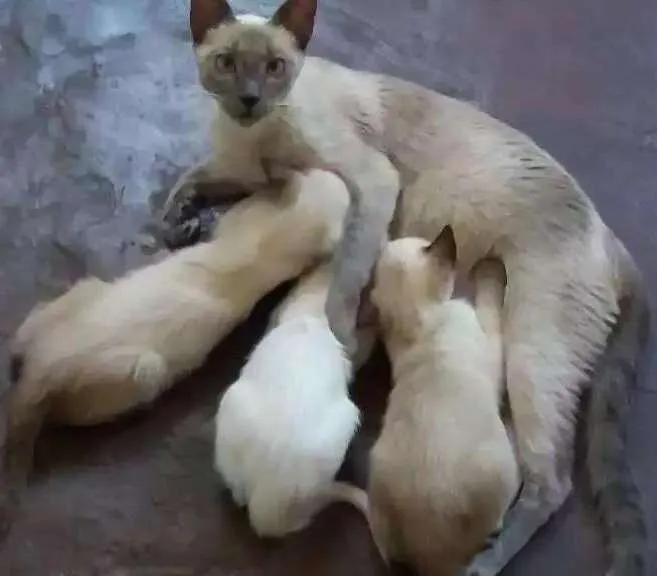 Gato ra a Srd idade 2 a 6 meses nome Não tem ainda